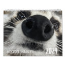 Search for racoon calendars Raccoons