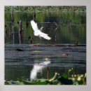 Search for egrets posters White birds