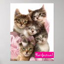 Search for funny animal posters Kitten