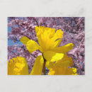 Search for pink flowers birthday postcards Nature