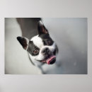 Search for getty posters Cute