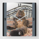 Search for big clocks Cat