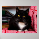 Search for veterinary art Feline