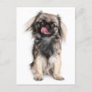 Search for pekingese dog cards Puppy