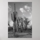Search for arizona posters Saguaro