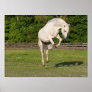 Search for horse breed posters Leaping