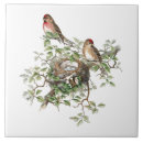 Search for bird nest tiles Eggs