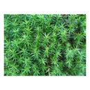 Search for green moss art Plant
