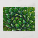 Search for agave postcards Arizona