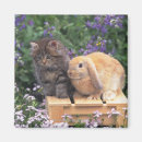 Search for lop magnets Animal