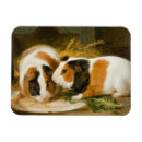 Search for guinea pig magnets Hamster