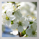Search for white cherry blossom tree posters Blossoms