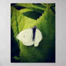Search for moth art White