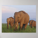 Search for indian elephant posters Uttaranchal