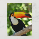 Search for birdlife Beak