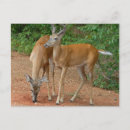 Search for bucks postcards Hunting