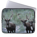 Search for rack electronics Elk