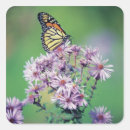 Search for monarch butterfly stickers Photography
