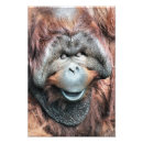 Search for orangutan art Primates
