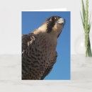 Search for falcon cards Hawk
