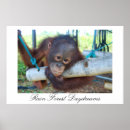 Search for ape posters Wildlife
