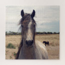 Search for arab photography Horse