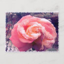 Search for winter rose postcards Snow
