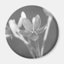 Search for jasmin photography Floral