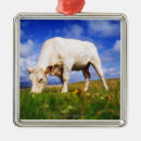 Search for selective focus christmas tree decorations White