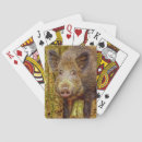 Search for boar Nature