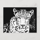 Search for black white leopard postcards Wild