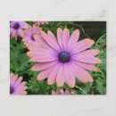 Search for pink daisy postcards Flower