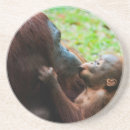 Search for bornean Asia