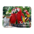 Search for macaws magnets Birds