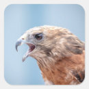 Search for bird of prey stickers Nature