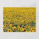 Search for caroll postcards Photography