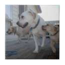 Search for labrador tiles Dogs