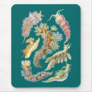 Search for slug gifts Haeckel