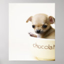 Search for purebred posters Cute
