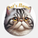 Search for persian cats stickers Tabby