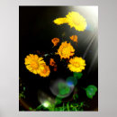 Search for sunshine flower posters Flowers