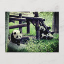 Search for zoo panda postcards Vintage
