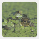 Search for bullfrog stickers Pond