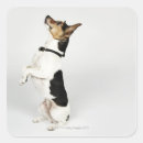 Search for dog sitting stickers Studio shot