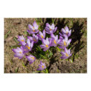Search for crocuses posters Photography