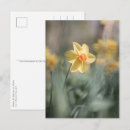 Search for yellow blossoms postcards Floral