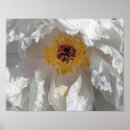 Search for pollen posters Photography