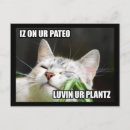 Search for lolcat Cats