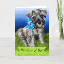 Search for miniature schnauzer cards Puppy