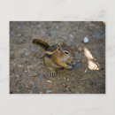 Search for chipmunk postcards Mammal
